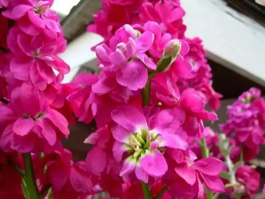 Stock FLOWERS Seeds  (Matthiola Incana Ten Week Mix ) ANNUAL FLOWERS - Caribbean garden seed