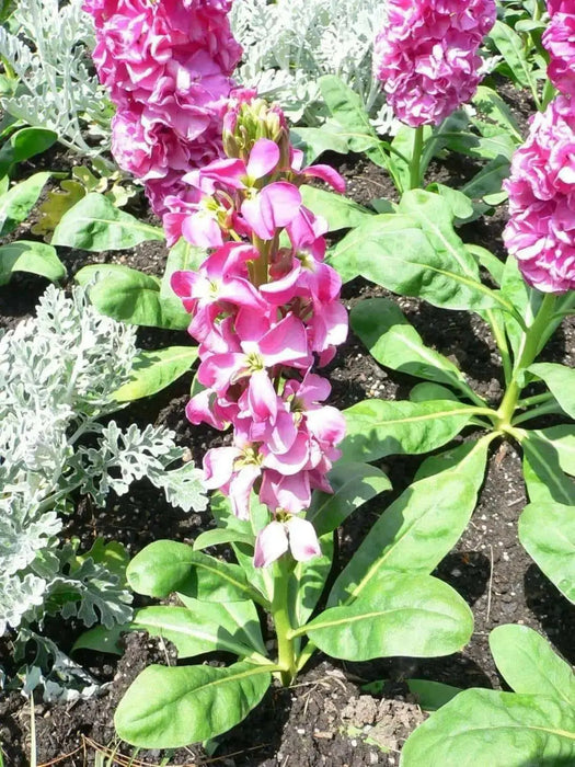 Stock FLOWERS Seeds  (Matthiola Incana Ten Week Mix ) ANNUAL FLOWERS - Caribbean garden seed
