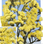 Statice Seeds - Yellow (Limonium Sinuatum) Annual FLOWERS - Caribbean garden seed
