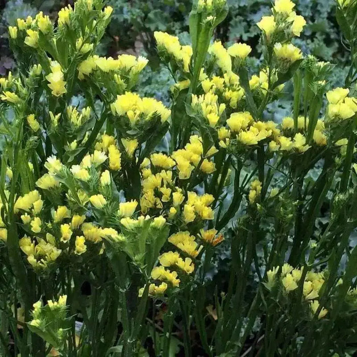 Statice Seeds - Yellow (Limonium Sinuatum) Annual FLOWERS - Caribbean garden seed