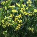 Statice Seeds - Yellow (Limonium Sinuatum) Annual FLOWERS - Caribbean garden seed