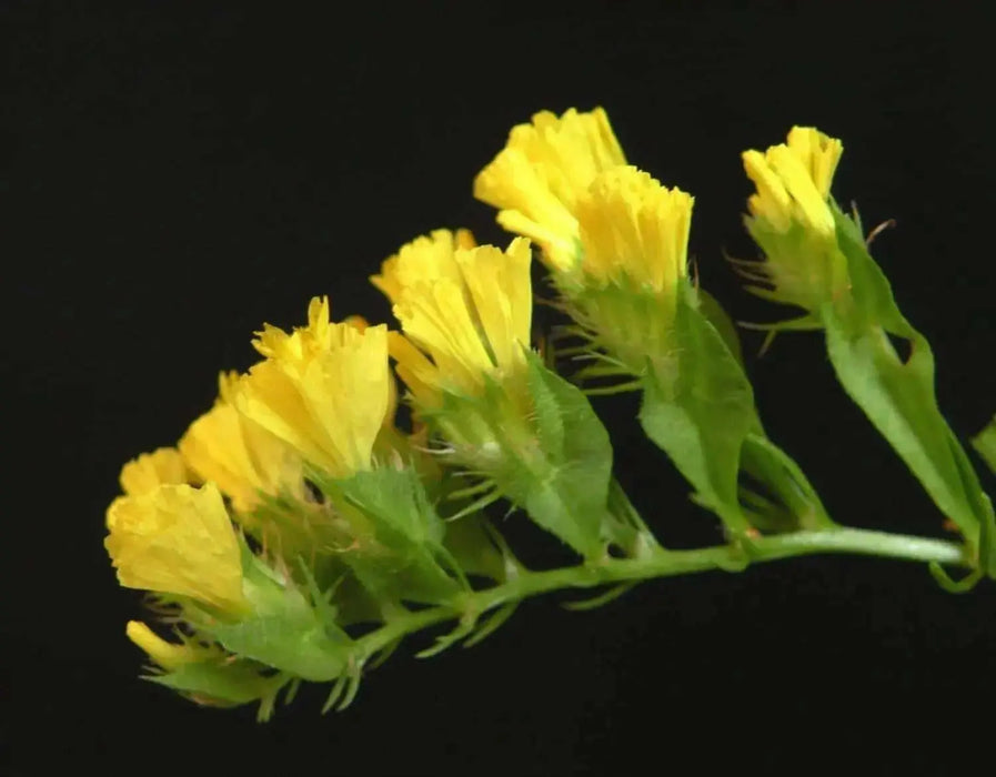 Statice Seeds - Yellow (Limonium Sinuatum) Annual FLOWERS - Caribbean garden seed