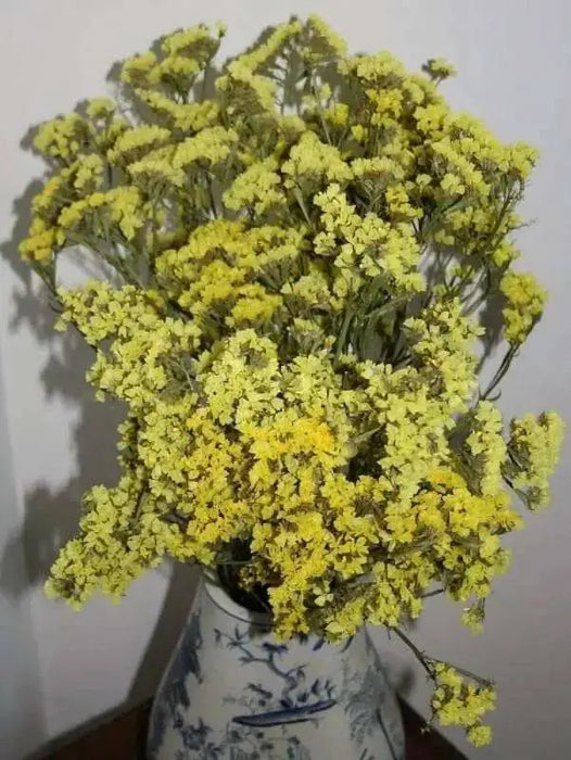 Statice Seeds - Yellow (Limonium Sinuatum) Annual FLOWERS - Caribbean garden seed