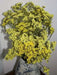 Statice Seeds - Yellow (Limonium Sinuatum) Annual FLOWERS - Caribbean garden seed