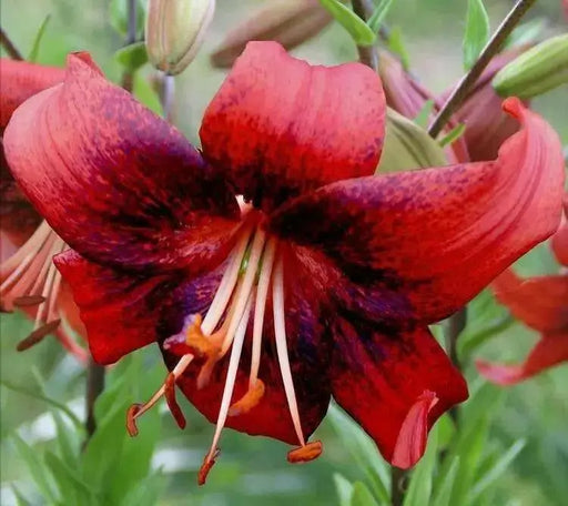 Strawberry Event - Asaitic Hybrid Lily, (3 Bulbs) Gorgeous flowers - Caribbean garden seed