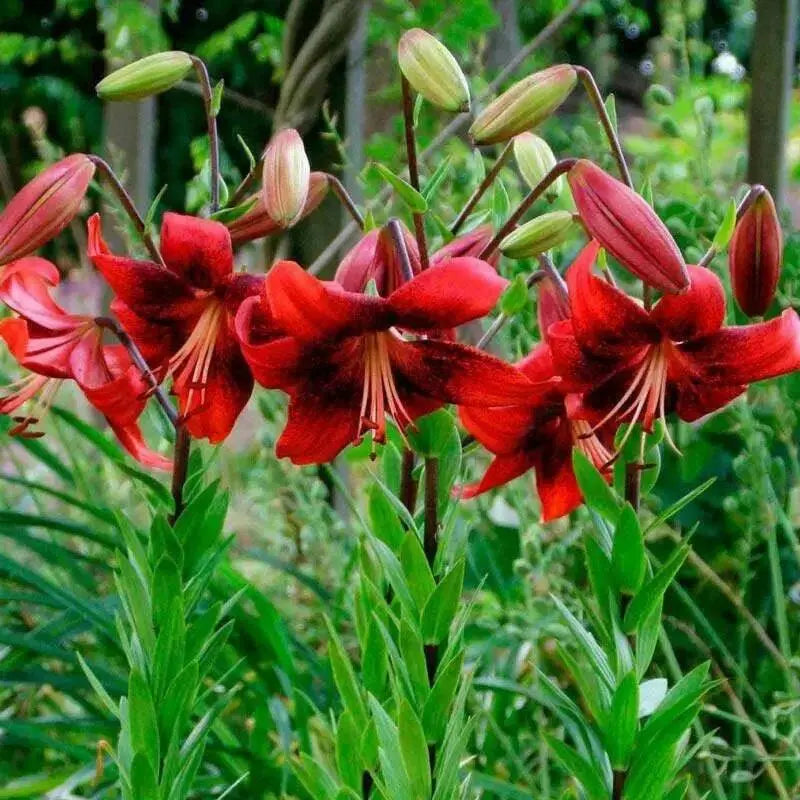 Strawberry Event - Asaitic Hybrid Lily, (3 Bulbs) Gorgeous flowers - Caribbean garden seed