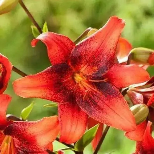 Strawberry Event - Asaitic Hybrid Lily, (3 Bulbs) Gorgeous flowers - Caribbean garden seed