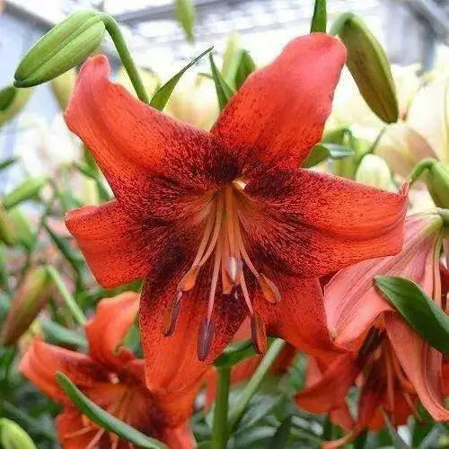 Strawberry Event - Asaitic Hybrid Lily, (3 Bulbs) Gorgeous flowers - Caribbean garden seed