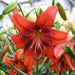 Strawberry Event - Asaitic Hybrid Lily, (3 Bulbs) Gorgeous flowers - Caribbean garden seed