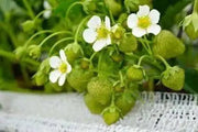 Strawberry  PLANTS (BAREROOT)  ALLSTAR,EVERBEARING, JEWEL - Caribbean garden seed