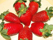 Strawberry  PLANTS (BAREROOT)  ALLSTAR,EVERBEARING, JEWEL - Caribbean garden seed