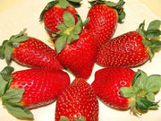 STRAWBERRY SEEDS (Fragaria ananassa) bright red fruit has great flavor (Organic seeds) - Perennial ! - Caribbean garden seed