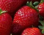 STRAWBERRY SEEDS (Fragaria ananassa) bright red fruit has great flavor (Organic seeds) - Perennial ! - Caribbean garden seed