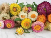 STRAWFLOWER - TALL DOUBLE MIX, Flowers Seeds - Caribbean garden seed