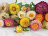 STRAWFLOWER - TALL DOUBLE MIX, Flowers Seeds - Caribbean garden seed