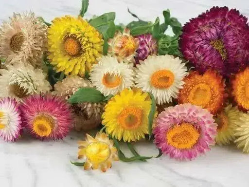 STRAWFLOWER - TALL DOUBLE MIX, Flowers Seeds - Caribbean garden seed