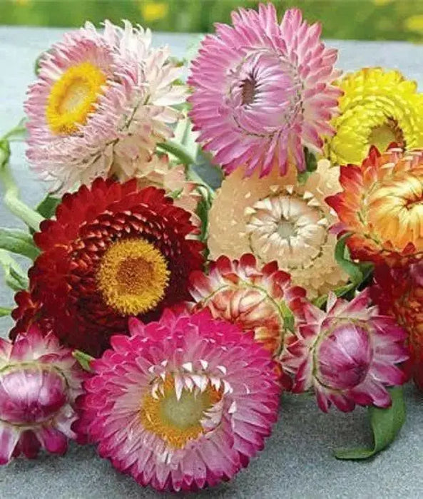 STRAWFLOWER - TALL DOUBLE MIX, Flowers Seeds - Caribbean garden seed