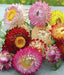 STRAWFLOWER - TALL DOUBLE MIX, Flowers Seeds - Caribbean garden seed