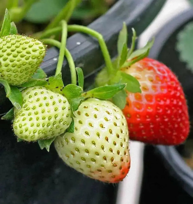 Strawberry  PLANTS (BAREROOT,)  SEASCAPE, ALBION - Caribbean garden seed