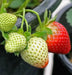 Strawberry  PLANTS (BAREROOT,)  SEASCAPE, ALBION - Caribbean garden seed