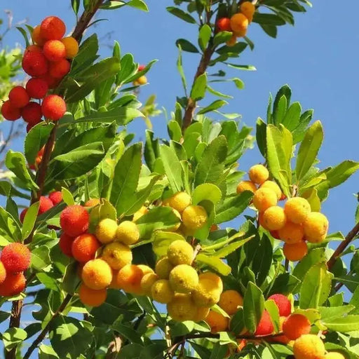 Strawberry Tree SEEDS - Arbutus unedo, PERENNIAL SHRUB - Caribbean garden seed