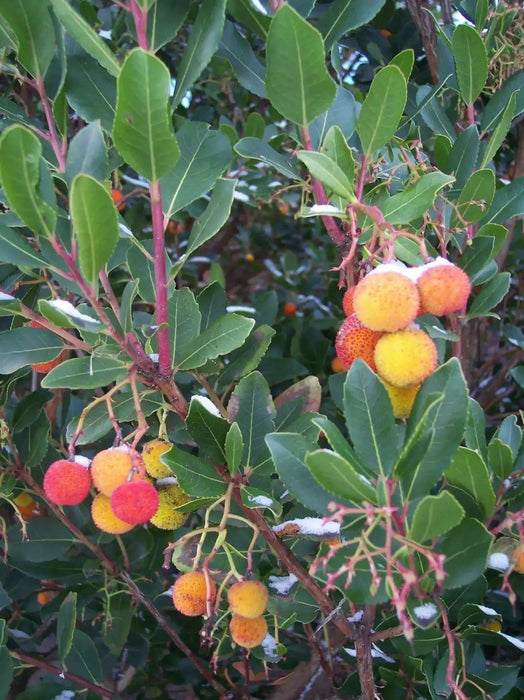 Strawberry Tree SEEDS - Arbutus unedo, PERENNIAL SHRUB - Caribbean garden seed