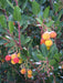 Strawberry Tree SEEDS - Arbutus unedo, PERENNIAL SHRUB - Caribbean garden seed