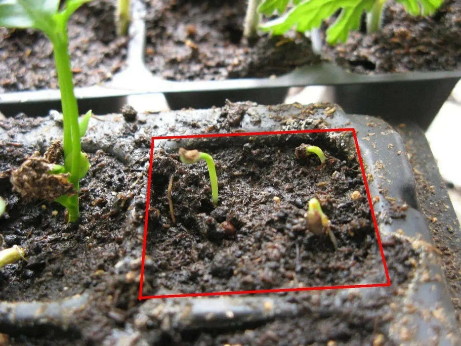 Strawberry Tree SEEDS - Arbutus unedo, PERENNIAL SHRUB - Caribbean garden seed