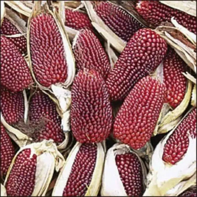 Strawberry Popcorn Corn Seeds - Grow your own popcorn-ornamental/edible.. - Caribbean garden seed