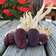 Strawberry Popcorn Corn Seeds - Grow your own popcorn-ornamental/edible.. - Caribbean garden seed