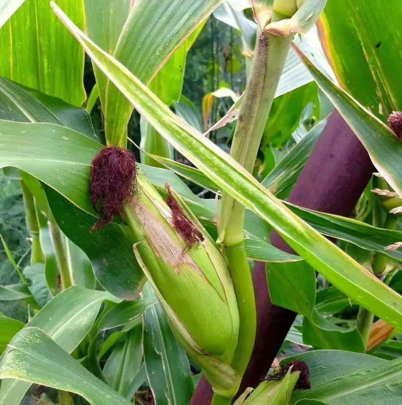 Strawberry Popcorn Corn Seeds - Grow your own popcorn-ornamental/edible.. - Caribbean garden seed