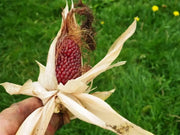 Strawberry Popcorn Corn Seeds - Grow your own popcorn-ornamental/edible.. - Caribbean garden seed