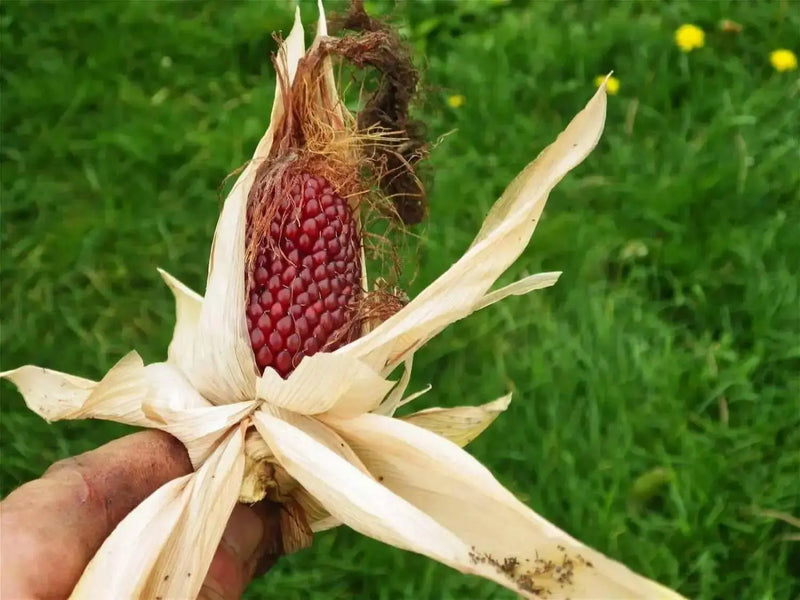 Strawberry Popcorn Corn Seeds - Grow your own popcorn-ornamental/edible.. - Caribbean garden seed