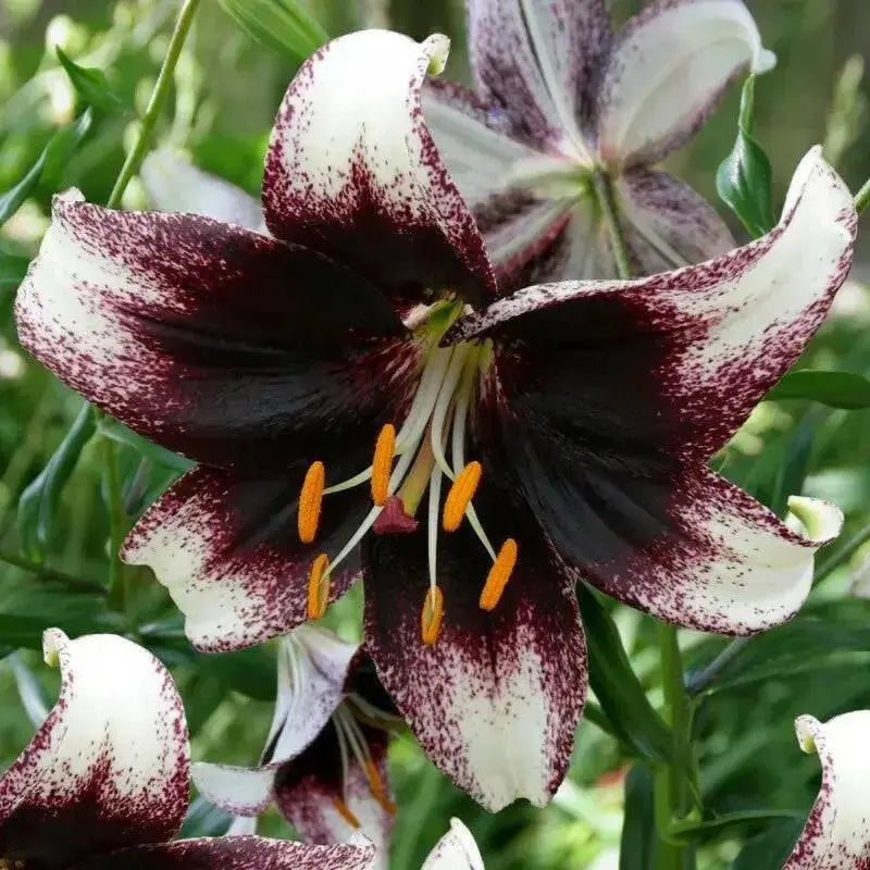 Stracciatella Event ( Bulb/Plants) Gorgeous flowers - Caribbean garden seed