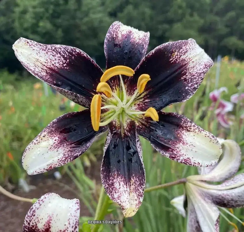 Stracciatella Event ( Bulb/Plants) Gorgeous flowers - Caribbean garden seed