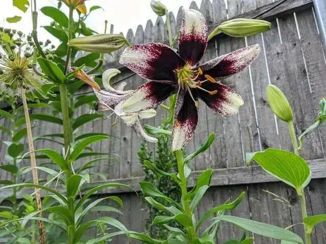 Stracciatella Event ( Bulb/Plants) Gorgeous flowers - Caribbean garden seed
