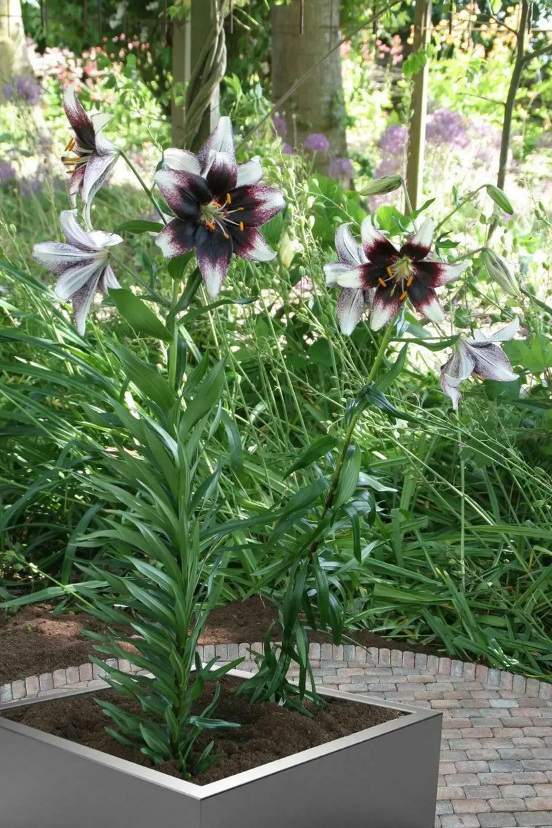 Stracciatella Event ( Bulb/Plants) Gorgeous flowers - Caribbean garden seed