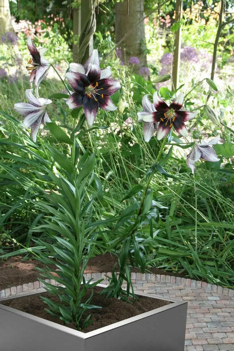 Stracciatella Event ( Bulb/Plants) Gorgeous flowers - Caribbean garden seed