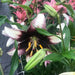 Stracciatella Event ( Bulb/Plants) Gorgeous flowers - Caribbean garden seed