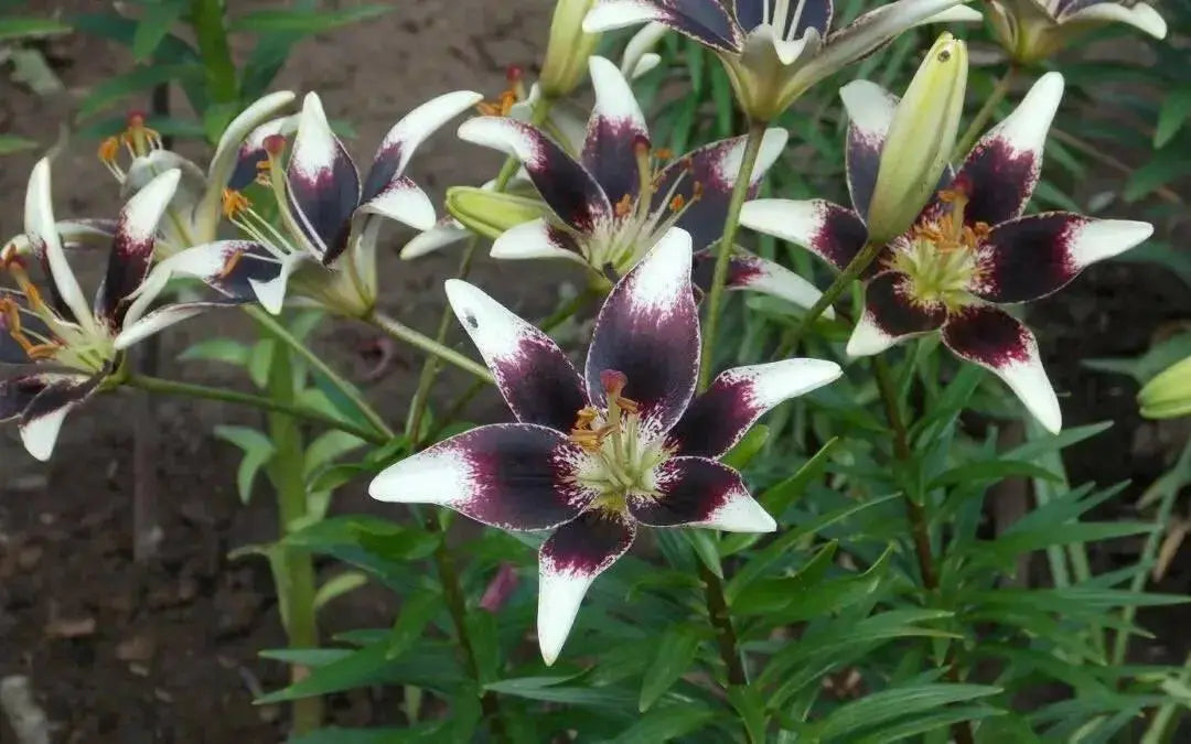 Stracciatella Event ( Bulb/Plants) Gorgeous flowers - Caribbean garden seed