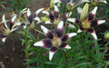 Stracciatella Event ( Bulb/Plants) Gorgeous flowers - Caribbean garden seed