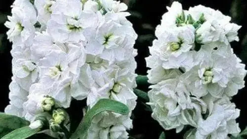 Stock (Matthiola Incana Ten Week White) Gillyflower Night scented, 40 SEEDS - Caribbean garden seed
