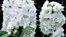 Stock (Matthiola Incana Ten Week White) Gillyflower Night scented, 40 SEEDS - Caribbean garden seed