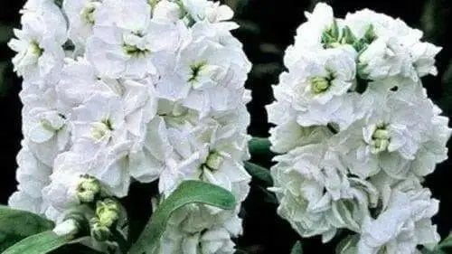 Stock (Matthiola Incana Ten Week White) Gillyflower Night scented, 40 SEEDS - Caribbean garden seed