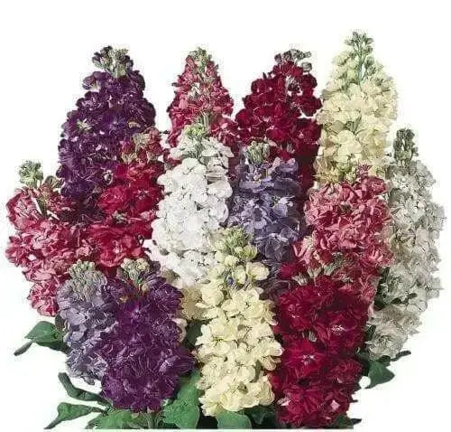 Stock (Matthiola Incana Ten Week White) Gillyflower Night scented, 40 SEEDS - Caribbean garden seed