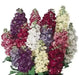 Stock (Matthiola Incana Ten Week White) Gillyflower Night scented, 40 SEEDS - Caribbean garden seed
