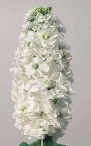 Stock (Matthiola Incana Ten Week White) Gillyflower Night scented, 40 SEEDS - Caribbean garden seed