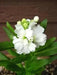 Stock (Matthiola Incana Ten Week White) Gillyflower Night scented, 40 SEEDS - Caribbean garden seed