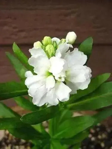 Stock (Matthiola Incana Ten Week White) Gillyflower Night scented, 40 SEEDS - Caribbean garden seed