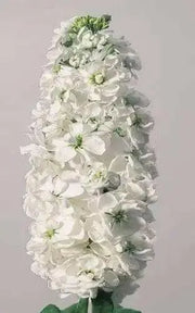Stock (Matthiola Incana Ten Week White) Gillyflower Night scented, 40 SEEDS - Caribbean garden seed